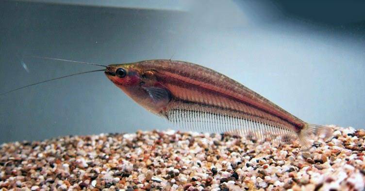 Стеклянный сом (двуусый индийский стеклянный сомик) — описание вида аквариумных рыбок, содержание и уход