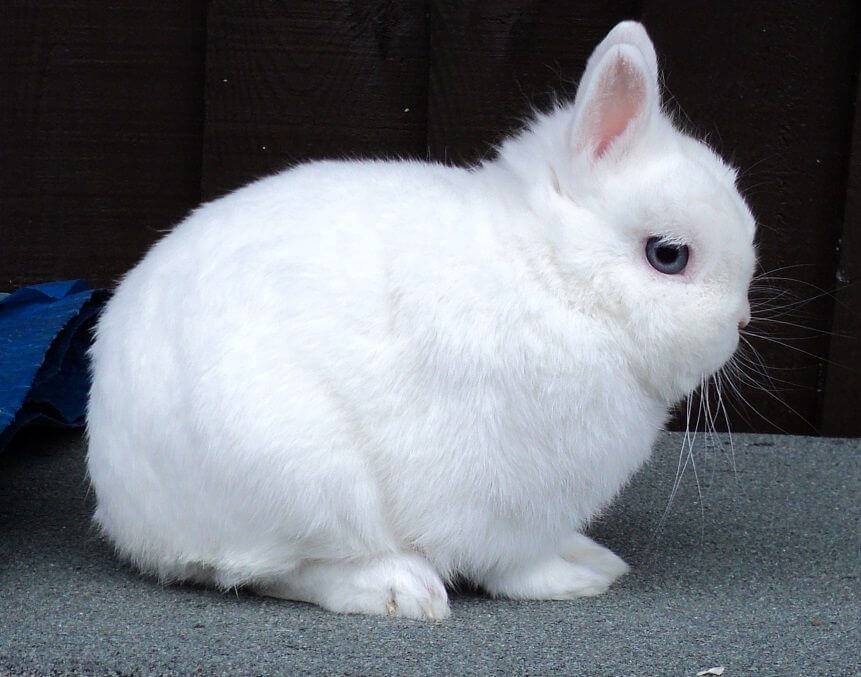 Кролик гермелин: описание и характеристика породы