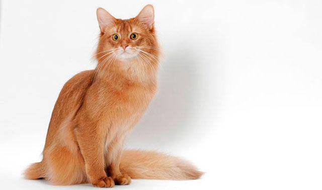 Кошка сомали: описание породы, особенности характера и отзывы :: syl.ru