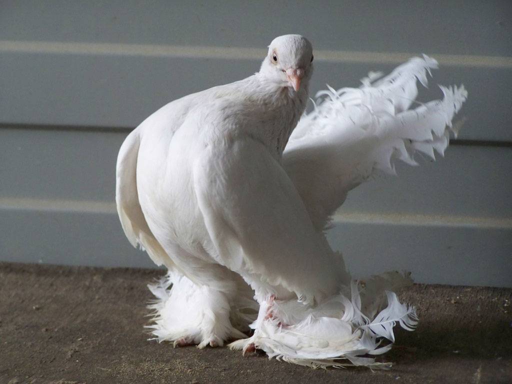 Домашние голуби: выбор породы и правила их содержания
