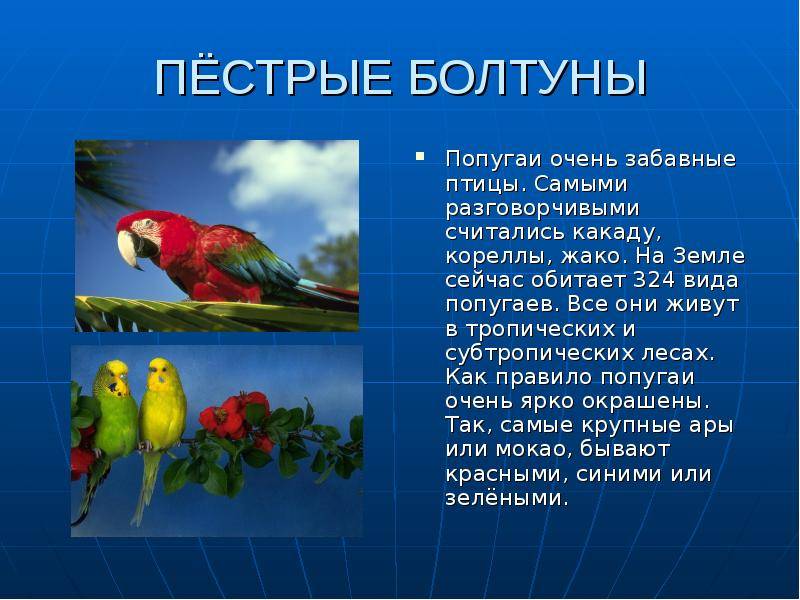 24 интересных факта о попугаях