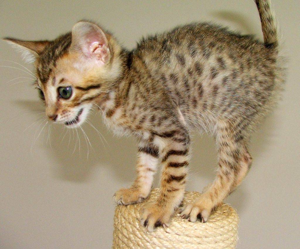 Кошка серенгети: характер и описание породы с фотографиями