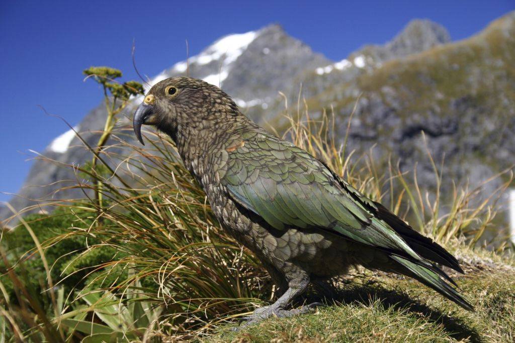 Новозеландский попугай какарик