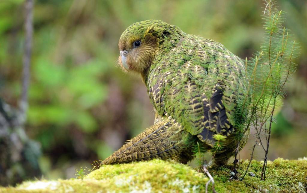 Какапо: описание совиного типа попугаев, почему называют нелетающим и может ли жить дома