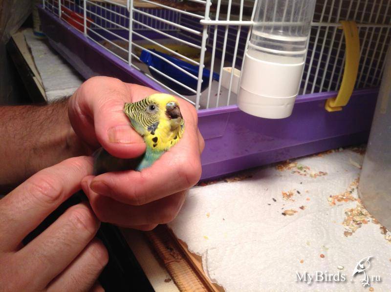 Можно ли попугаям хлеб: как правильно кормить питомца
