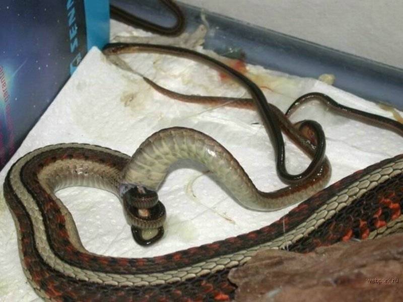 Как рожают змеи свое потомство? когда змеи откладывают яйца