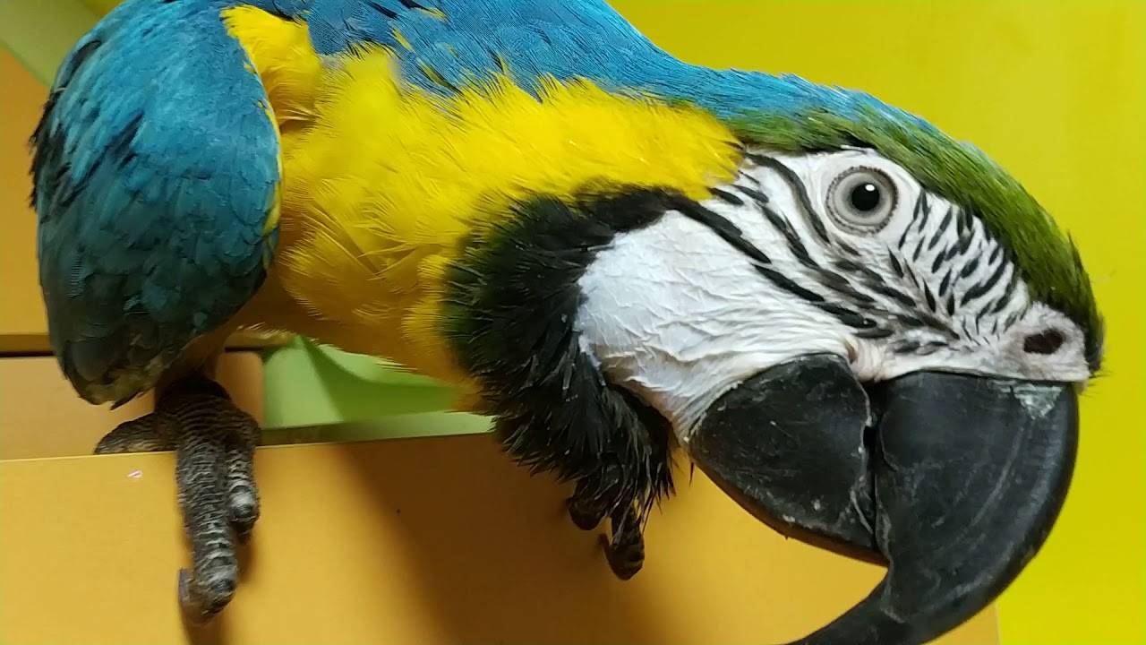 Сине-жёлтый ара : фото, видео, содержание и размножение
