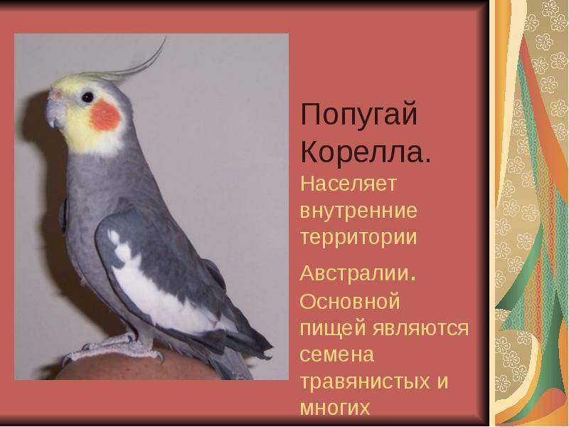 Интересные факты о попугаях корелла