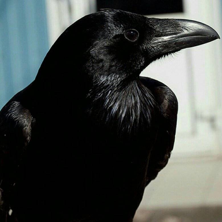 Черная ворона: описание, особенности и обитание