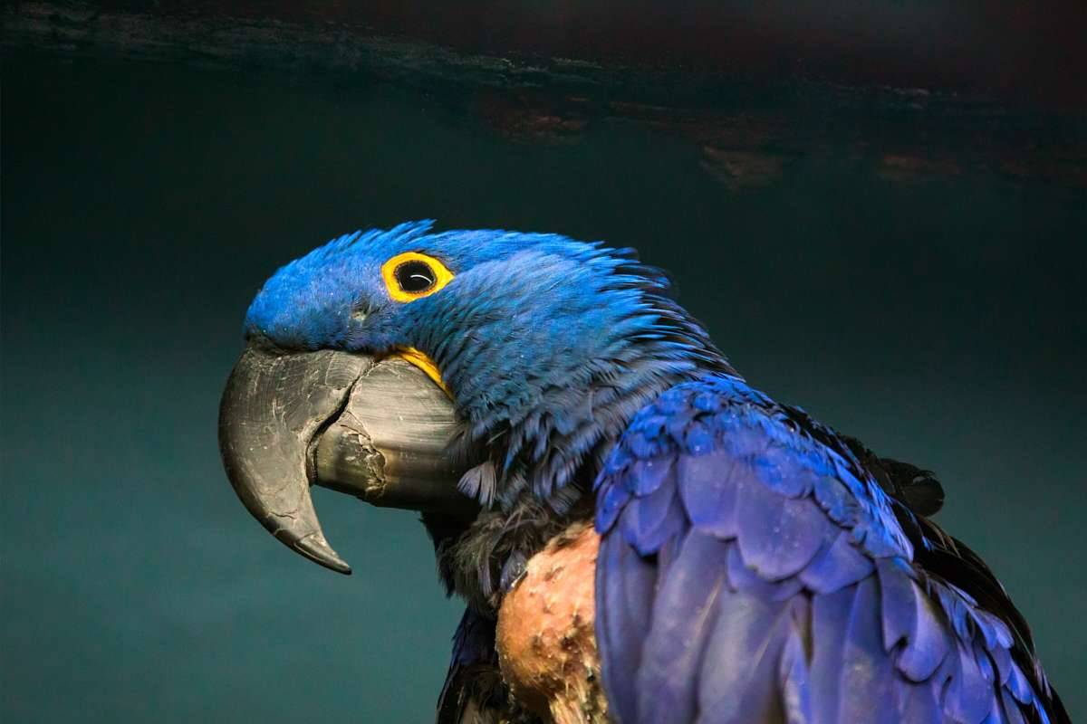 Самые дорогие попугаи в мире: топ-7 уникальных видов