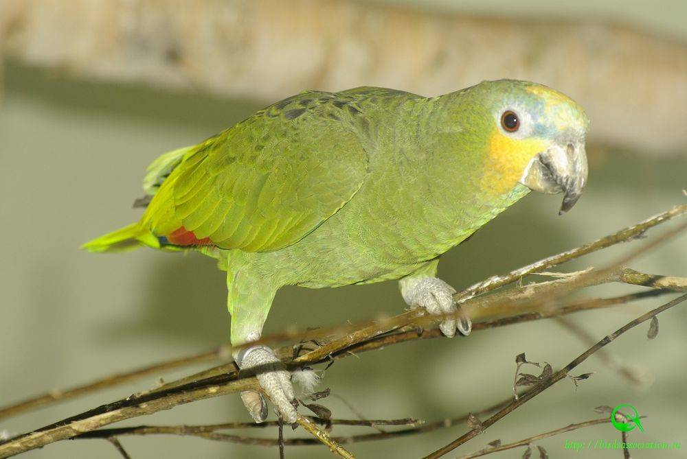 Амазон попугай: описание и уход в домашних условиях