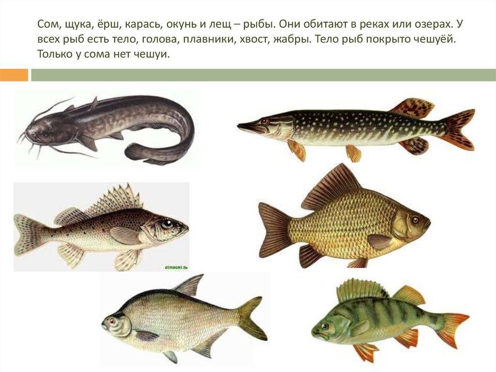 Рыба линь, фото и описание, советы по ловле