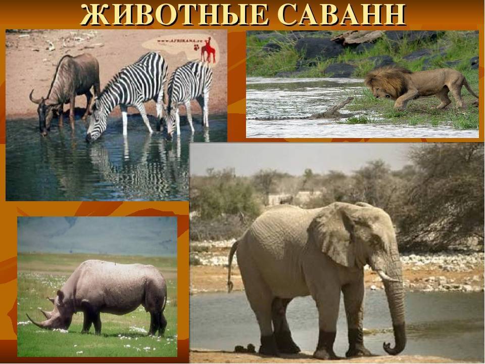 Животные саванны. описания, названия и особенности животных саванны | живность.ру