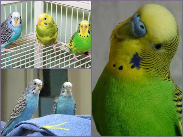 Волнистый попугай: описание, фото, внешний вид, характеристика