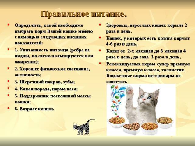 Кормление кошек: рубрика о питании и рационе