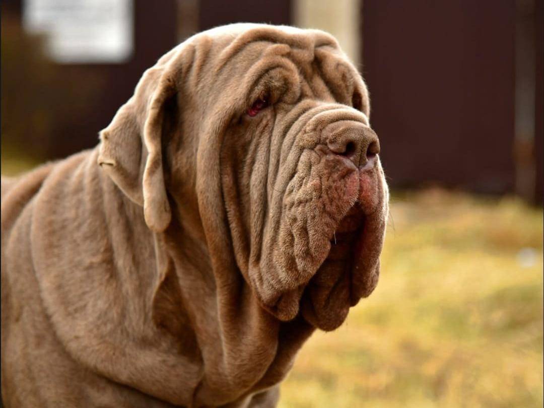Мастино неаполитано (неаполитанский мастиф) — фото, описание породы собак, характер