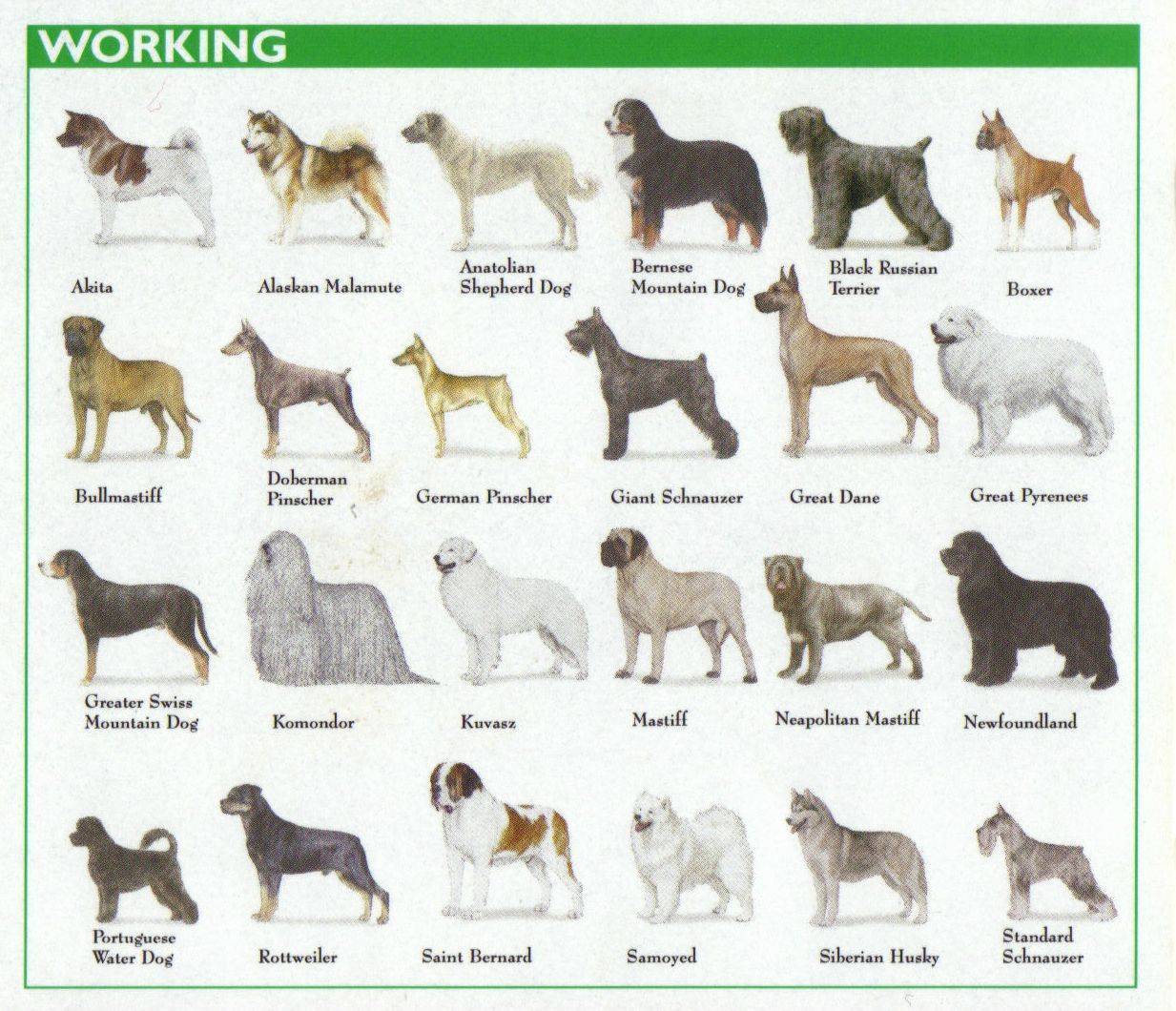 Породы собак с фотографиями, названиями и описанием