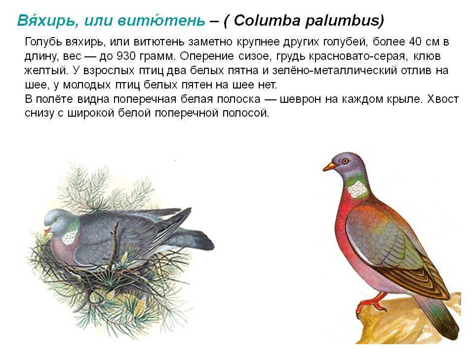 Лесные голуби | описания и фото животных