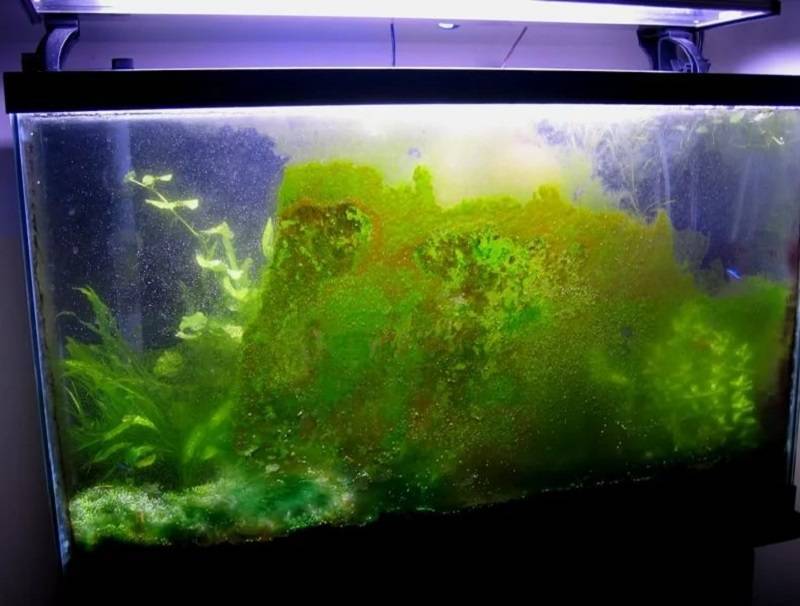 Зеленеет вода в аквариуме: что делать