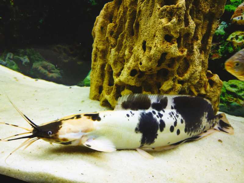 Клариас аквариумный: фото, содержание, совместимость, размер