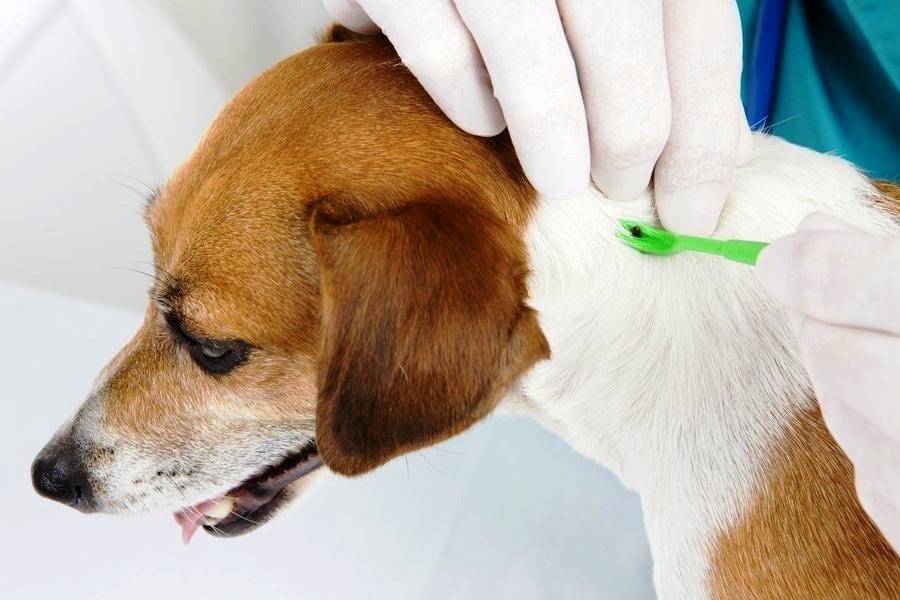 Пироплазмоз у собак - симптомы, лечение, профилактика | евровет