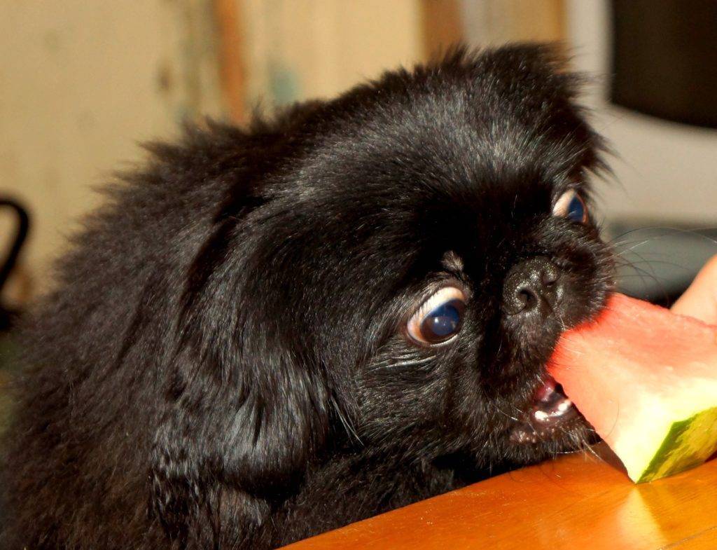 Чем кормить пекинеса: правильное питание для собаки (фото)