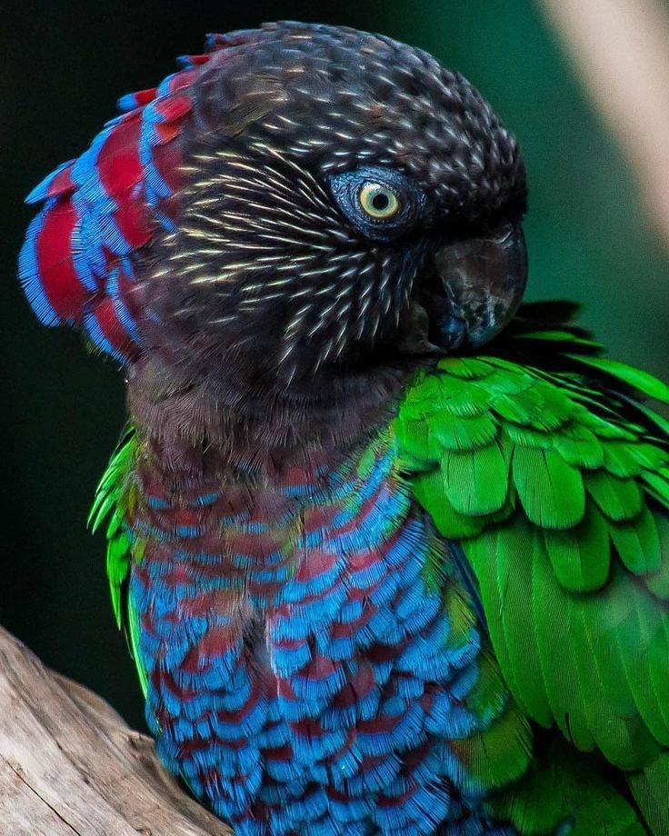 Виды и цвета волнистых попугаев: голубой, желтый, белый