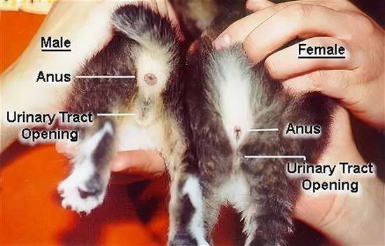Как определить пол котенка: учимся различать даже новорожденных мальчика и девочку, фото | сайт о домашних животных