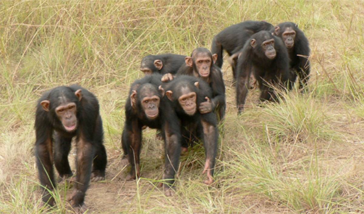 Бонобо - человекообразные | некоммерческий учебно-познавательный интернет-портал зоогалактика
