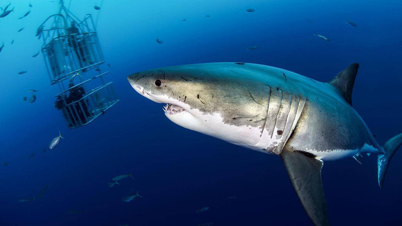 Где и на кого нападают большие белые акулы? ∞ лагуна акул