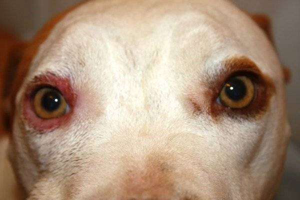 У собаки текут глаза: что делать и причины