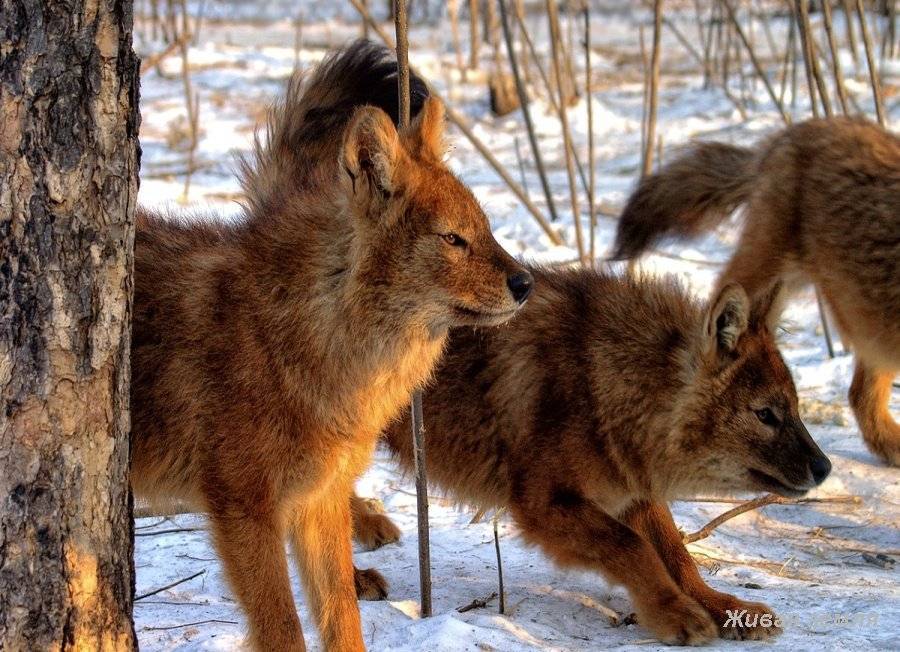 Виды волков. описание, названия и особенности волков