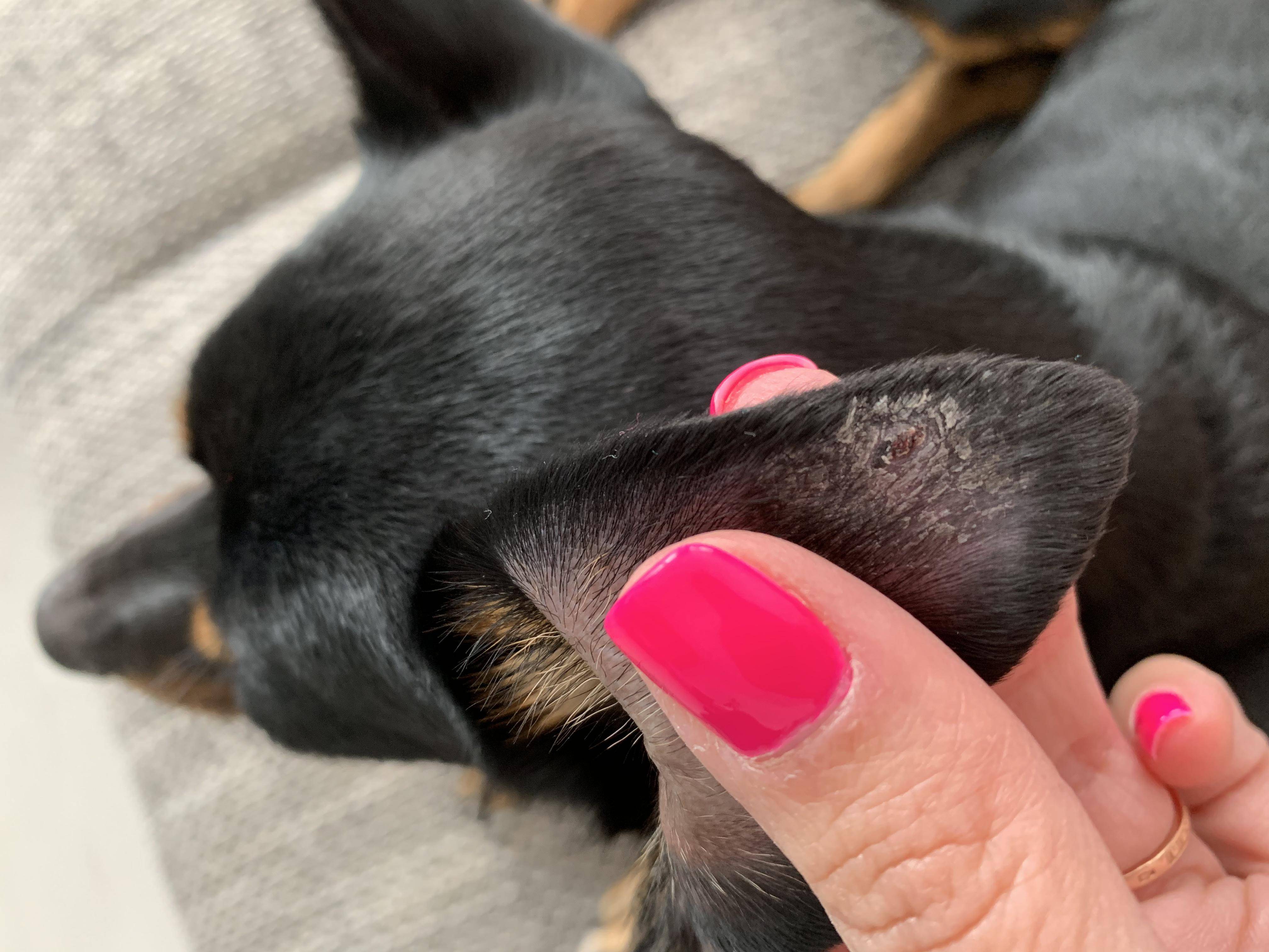 Красные уши у собаки – причины, первая помощь и лечение