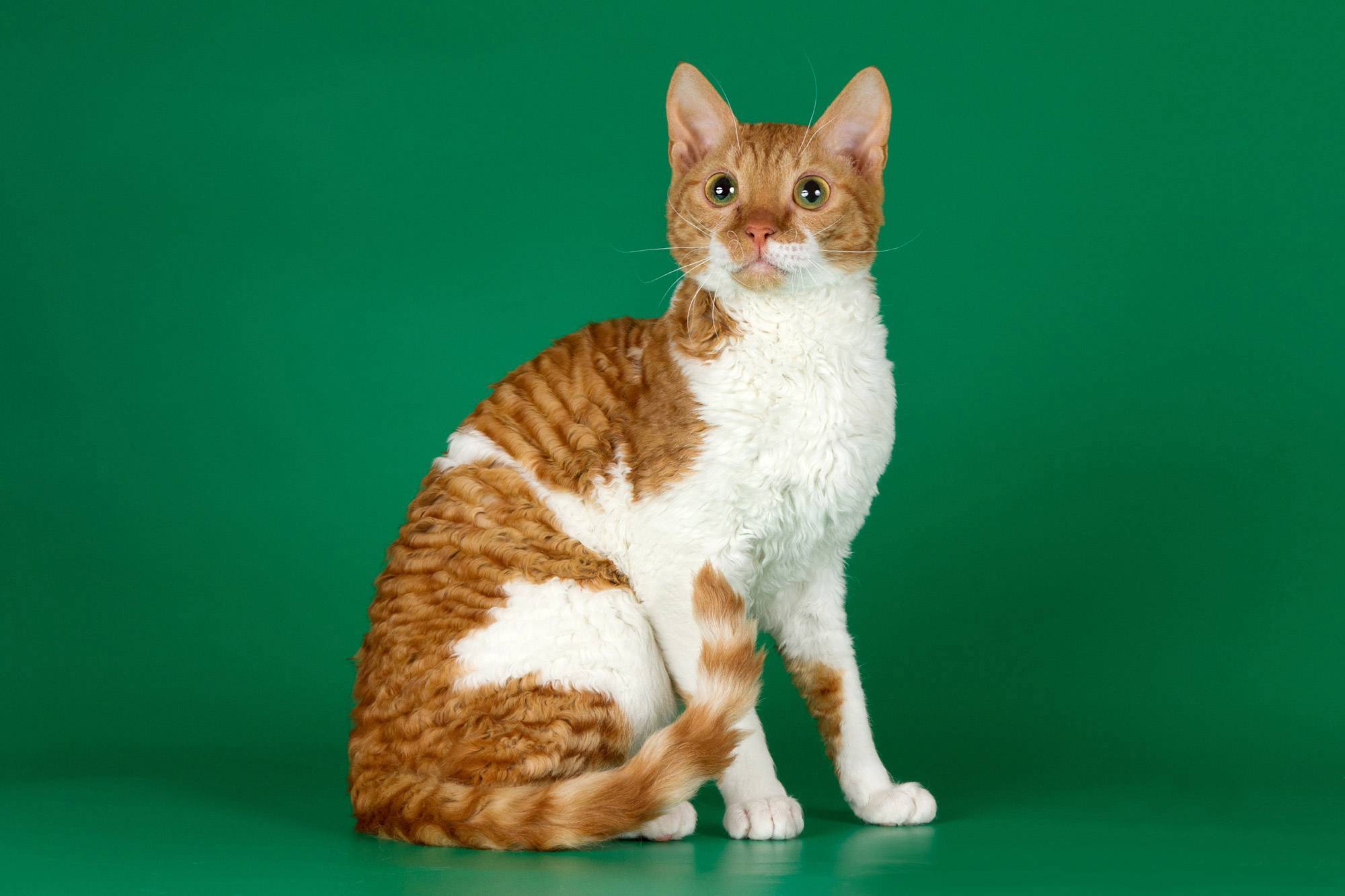 Порода кошки уральский рекс: характеристики, фото, характер, правила ухода и содержания - petstory