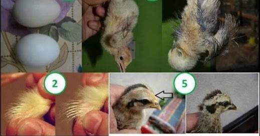 Как отличить цыплят курочек от петушков народными и научными методами