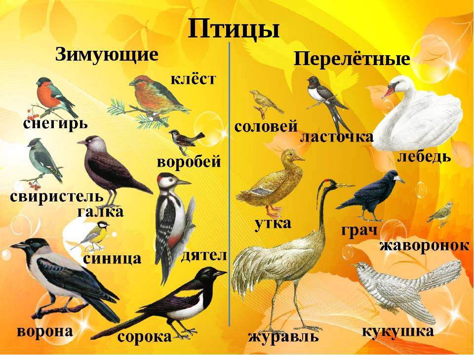 Щегол птица. описание, особенности, образ жизни и среда обитания щегла