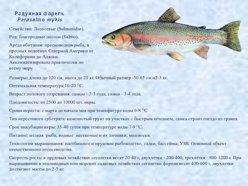Рыба форель — описание, виды и места обитания