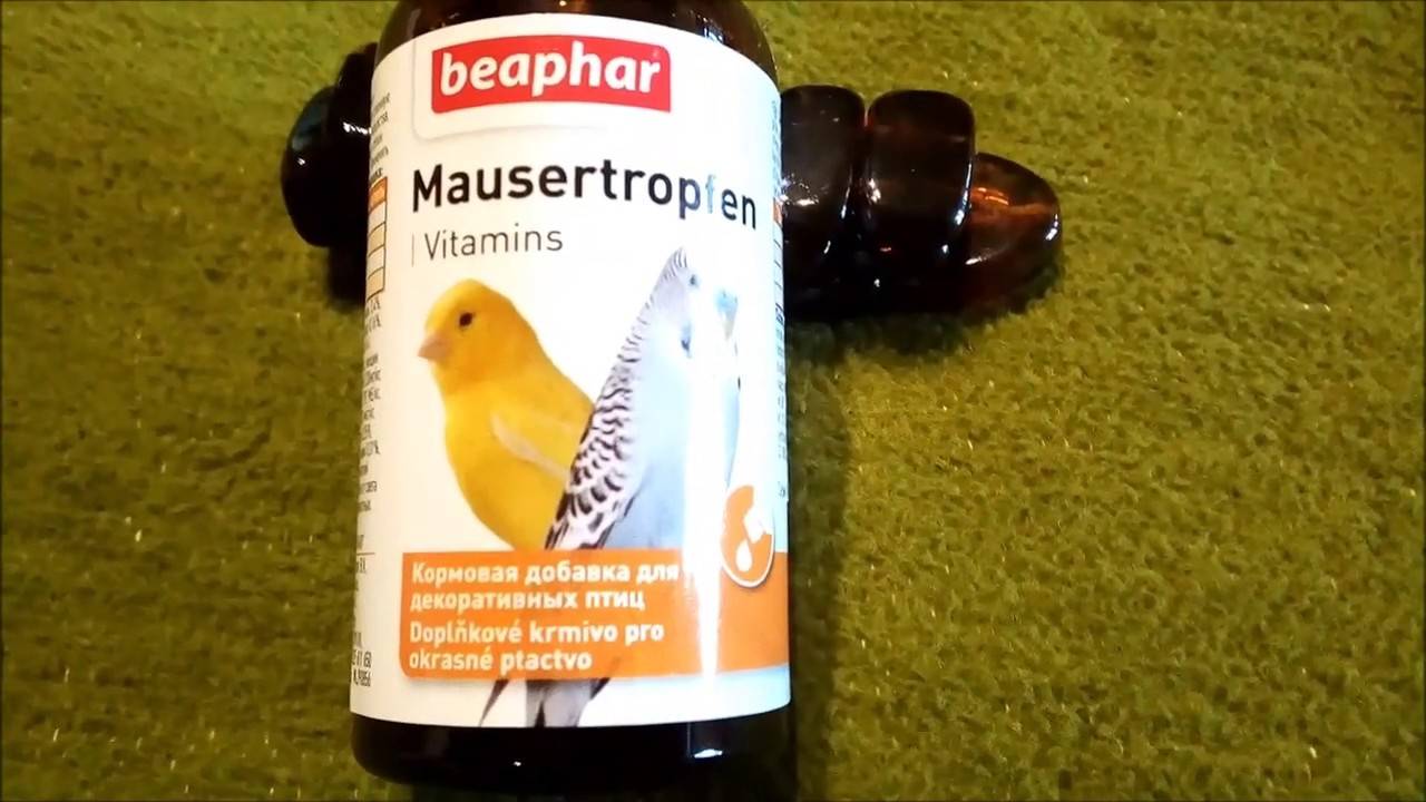 Витамины для попугаев: обзор лучших препаратов для пернатых домочадцев