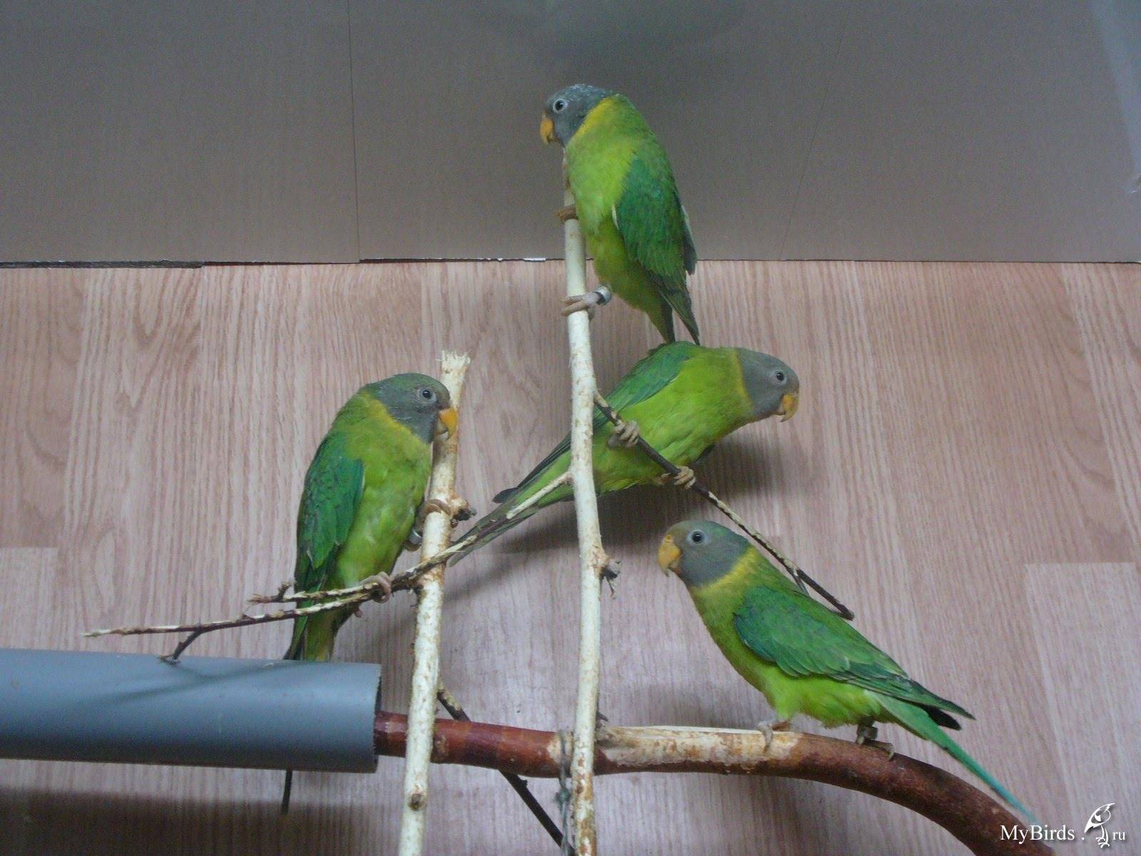 Ожереловый попугай: интеллектуальный питомец