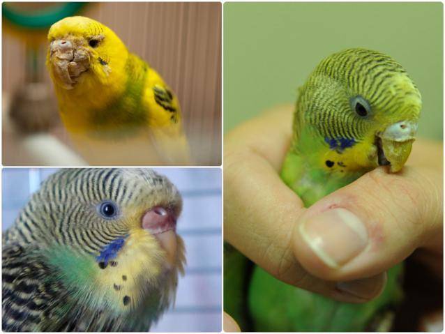 У попугая слоится клюв: почему это происходит и что делать?