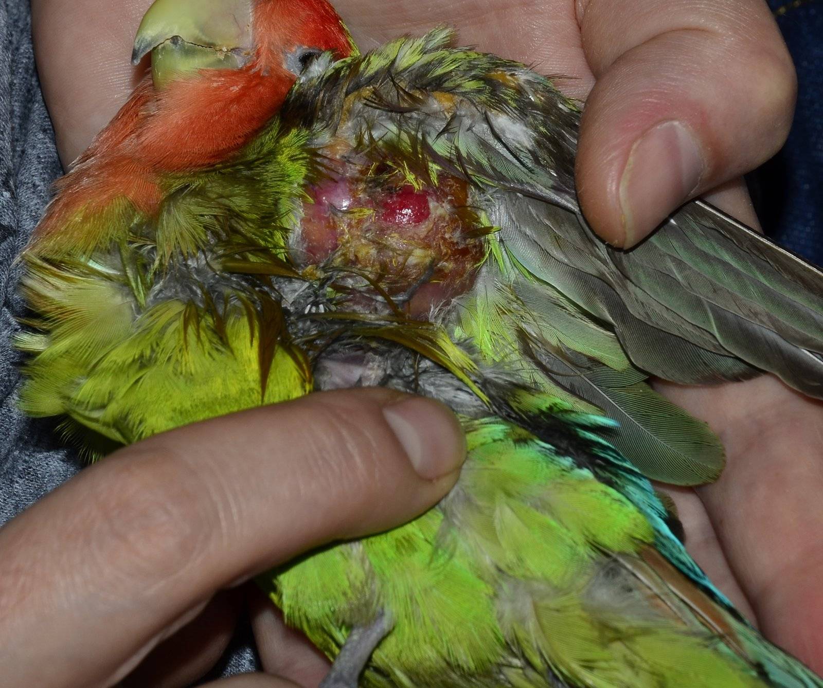Волнистый попугай чешется: что делать и почему это бывает