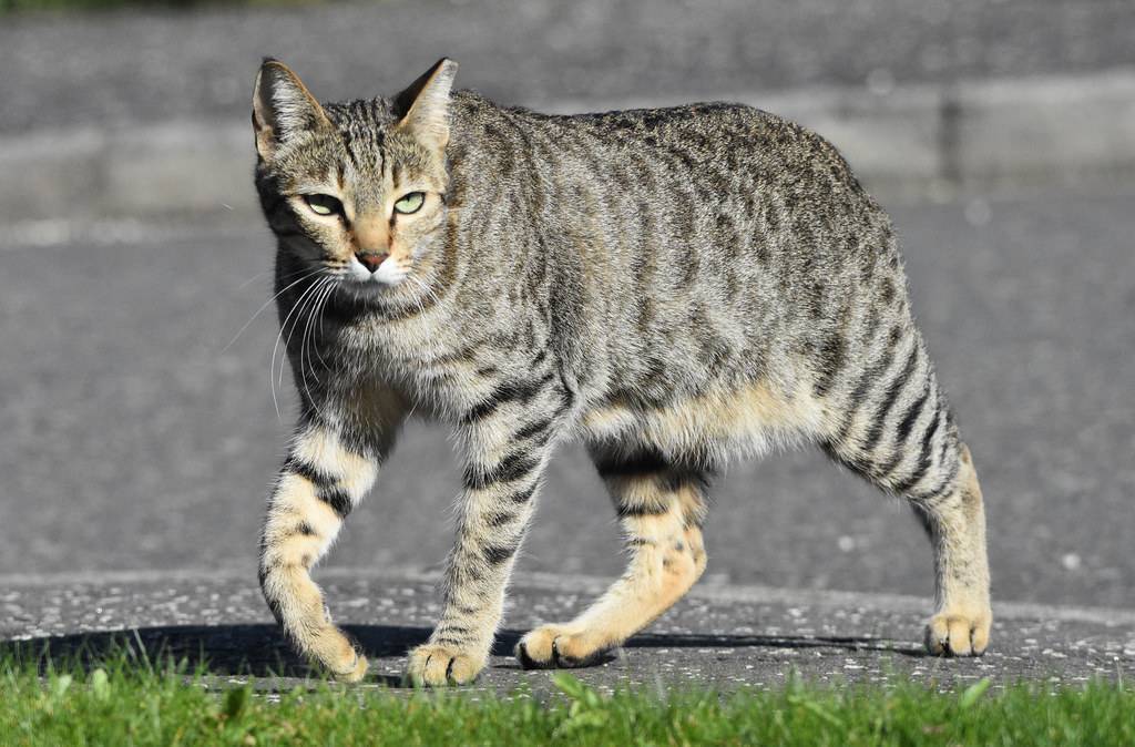 Цейлонская кошка — описание пород котов