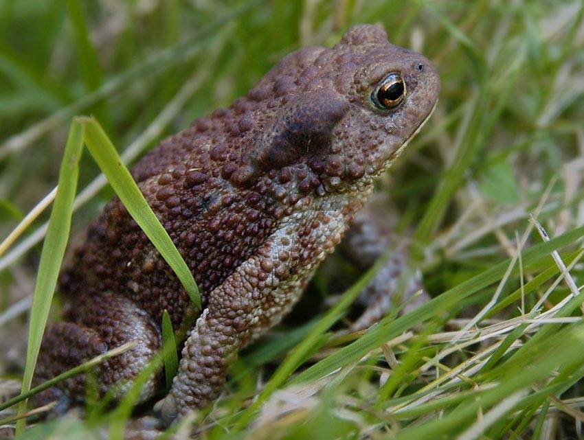 Земляная жаба: описание, среда обитания, сколько живет