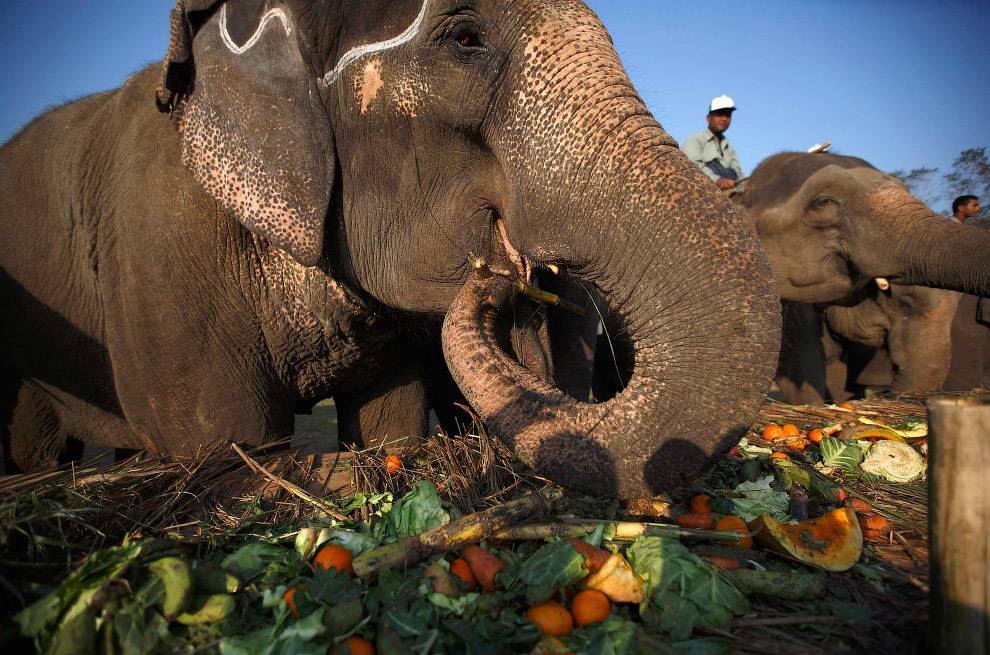 Что ест слон в дикой природе?