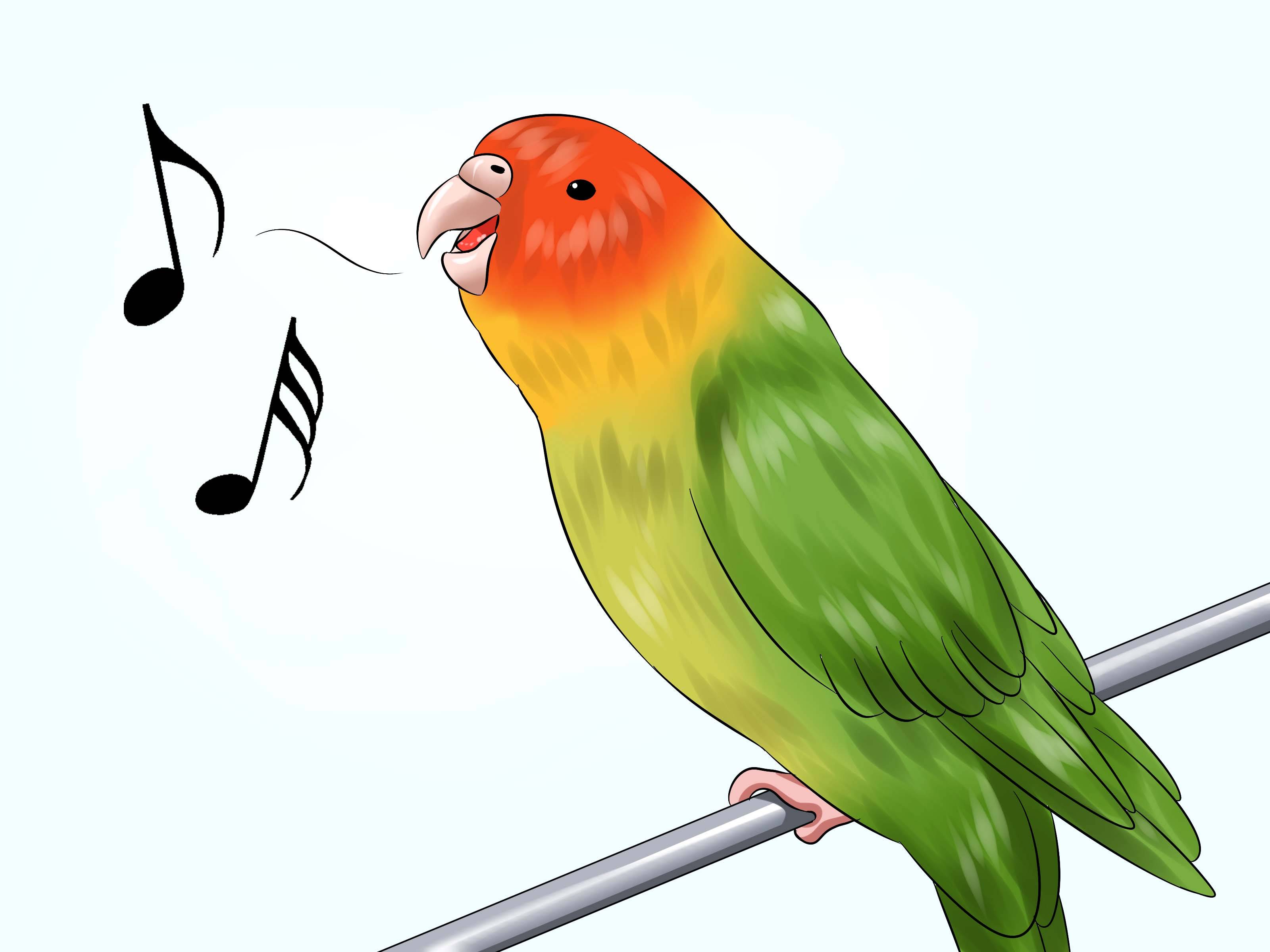 Музыка для волнистых попугаев, слушать онлайн, а также любят ли песни и мелодии, умею ли танцевать, помогает ли научиться говорить