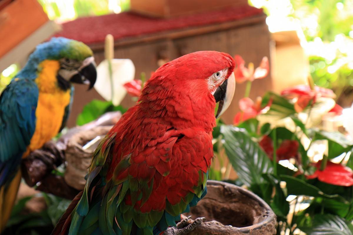 Попугай ара: виды, род, описание и уход в домашних условиях