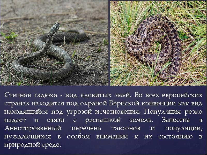 Самые ядовитые змеи россии топ 7. оказание первой помощи при укусах ядовитых змей.