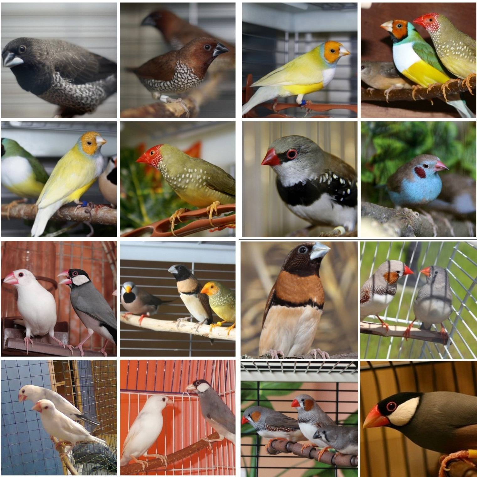 Амадин птица. образ жизни и среда обитания птицы амадин | животный мир