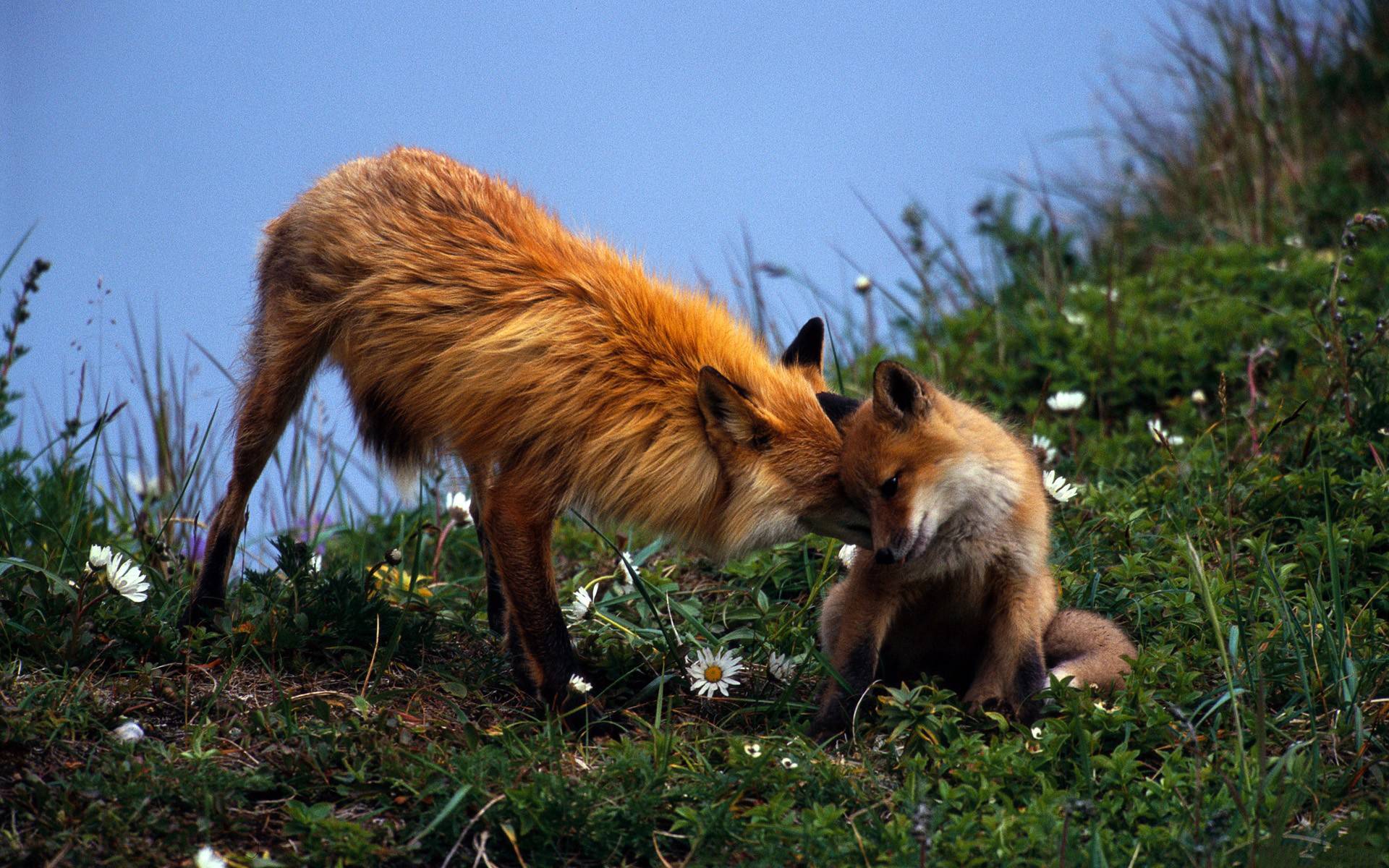 Что делает лисица лает воет или мяукает, лай лис