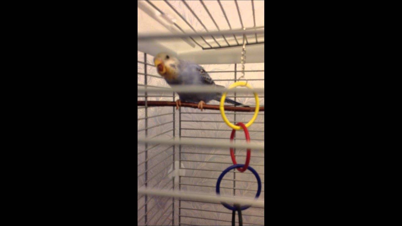 Попугай часто открывает клюв